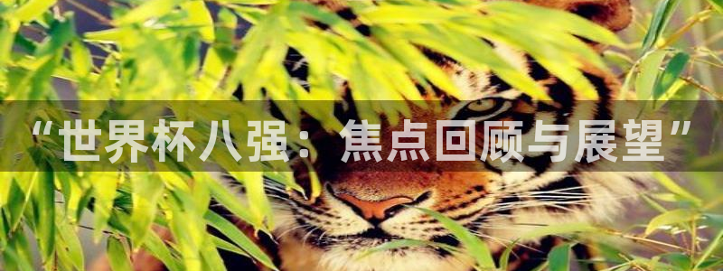 世预赛赛程表:“世界杯八强:焦点回顾与展望”